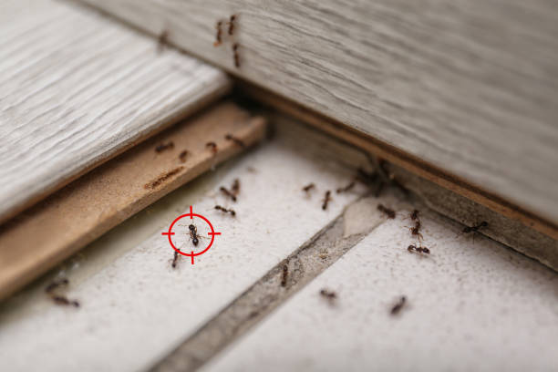Best Emergency Pest Control  in Edmundson, MO