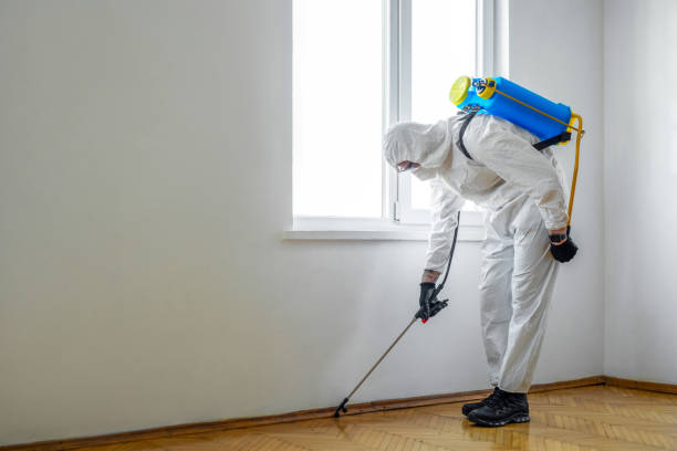 Best Wasp Removal Services  in Edmundson, MO