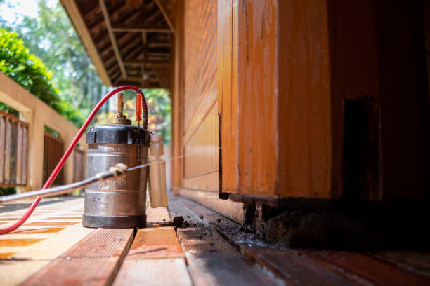 Best Wasp Removal Services  in Edmundson, MO