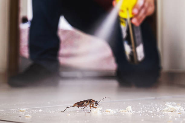 Flea Control Services in Edmundson, MO