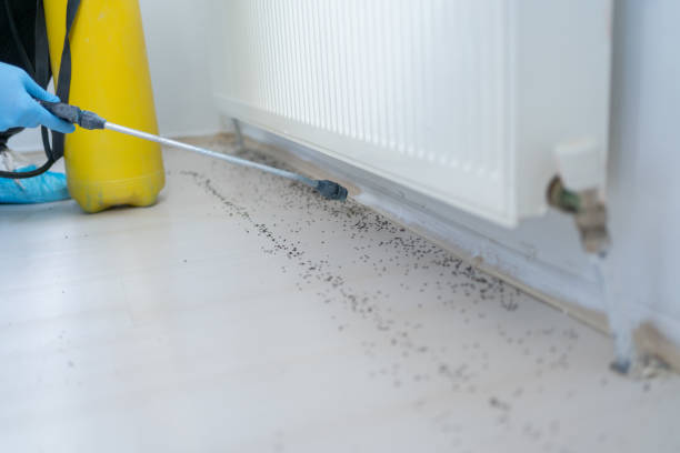 Wasp Removal Services in Edmundson, MO